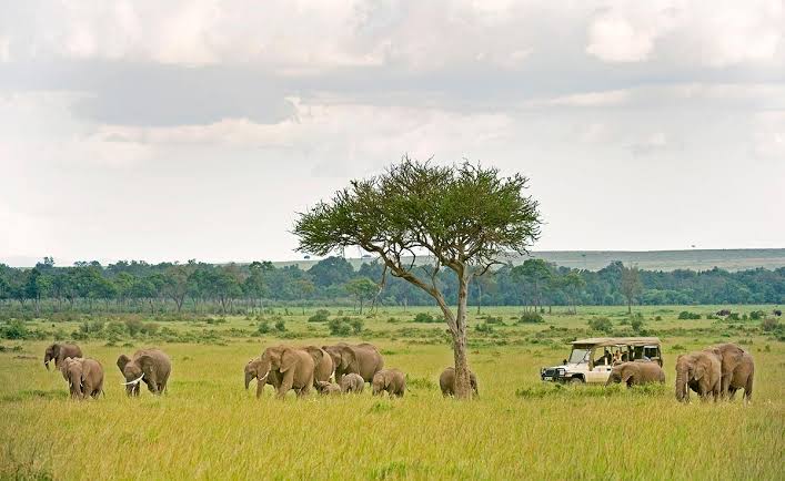 A game drive in the Masai Mara with wildebeest on a 10 day Uganda gorilla trekking and Kenya Masai Mara safari itinerary