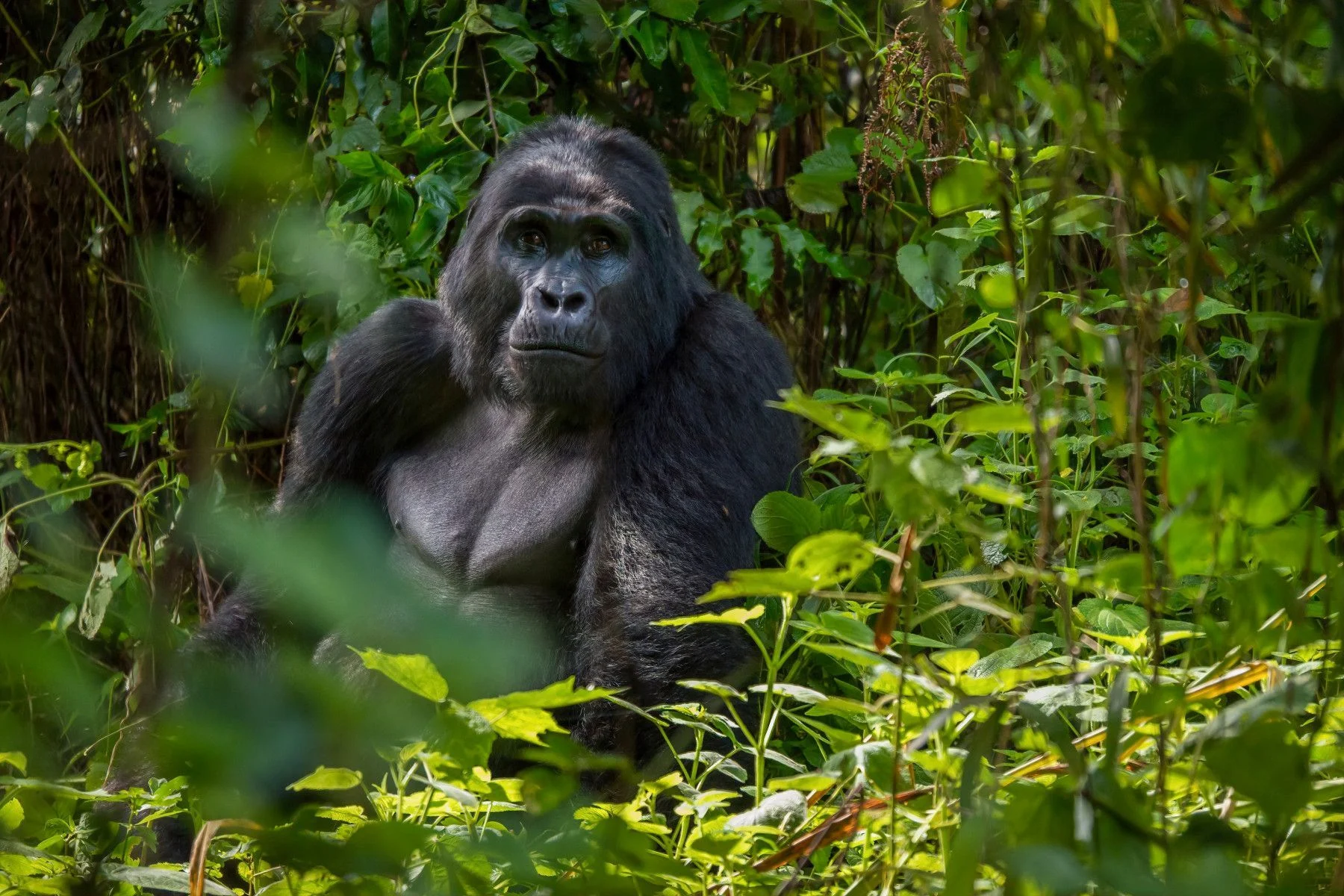 Mountain gorilla in Bwindi Impenetrable National Park on a Uganda safari from the UK