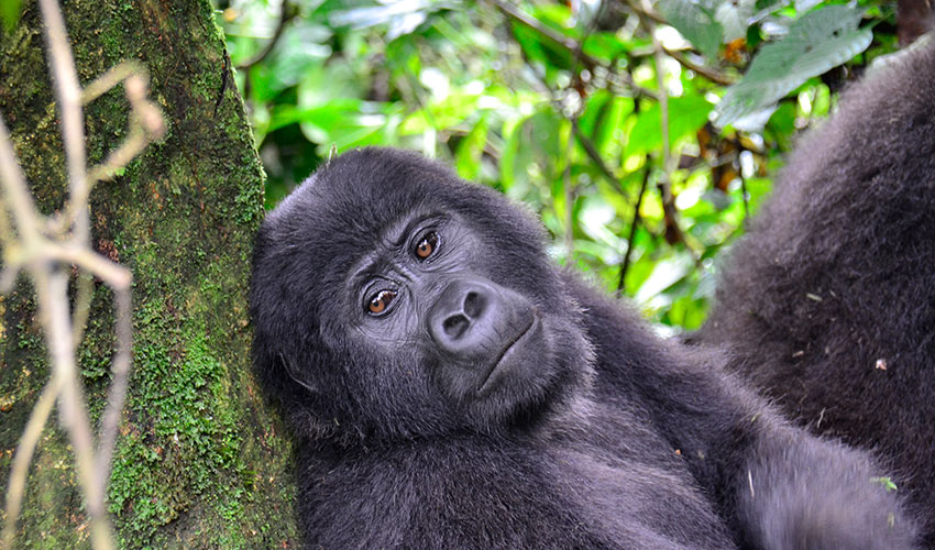 Lake Bunyonyi on a Rwanda genocide memorial gorilla trek tour