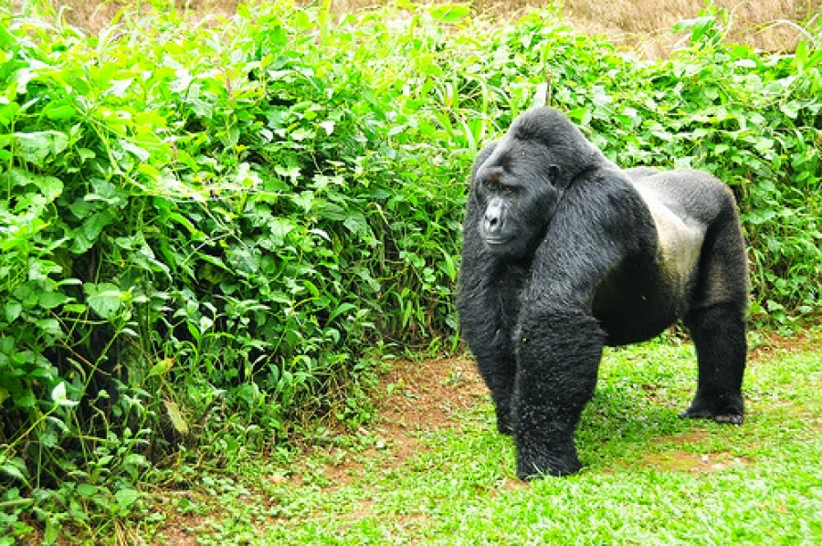 A mountain gorilla on a Rwanda genocide memorial gorilla trek in Bwindi