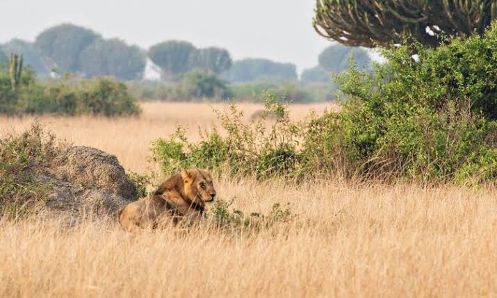 A game drive in Queen Elizabeth National Park on a Rwanda Uganda gorilla safari