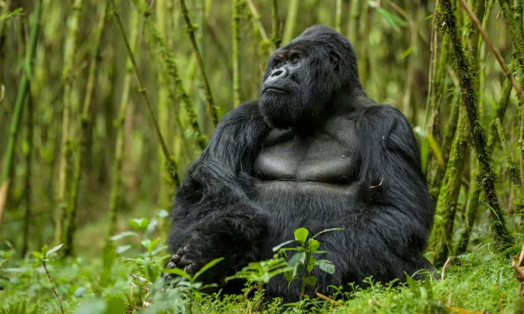 A mountain gorilla on a Rwanda Uganda gorilla safari combination route