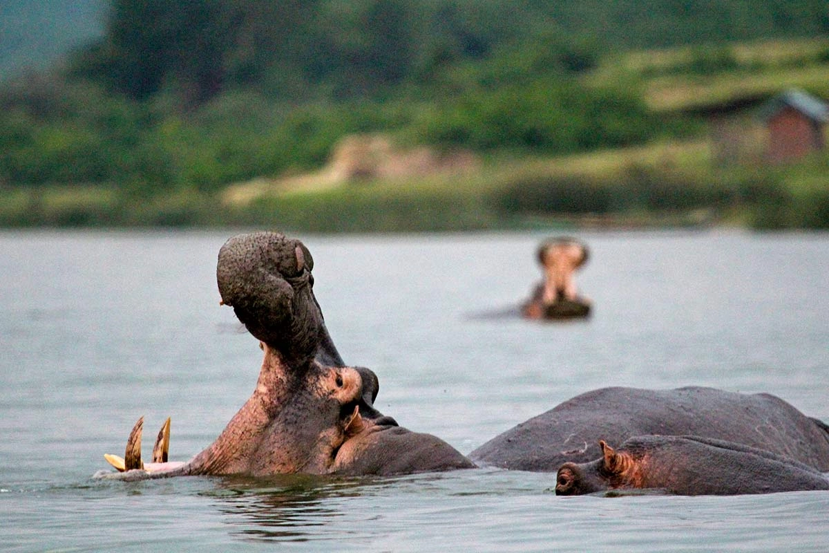 A boat safari on Kazinga Channel on a Rwanda Uganda gorilla safari