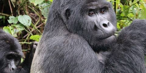 A mountain gorilla in Bwindi on a Rwanda Uganda gorilla safari starting in Kigali