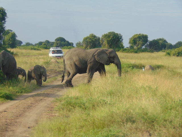 A game drive in Queen Elizabeth on a Rwanda Uganda gorilla safari