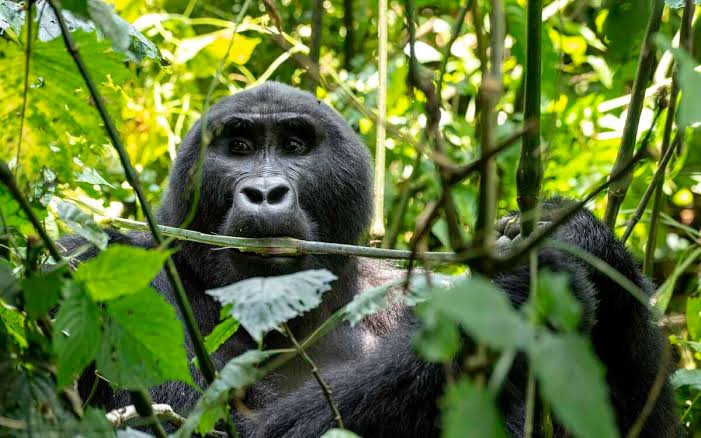 The scenic drive from Kigali to Bwindi on a Rwanda Uganda gorilla safari