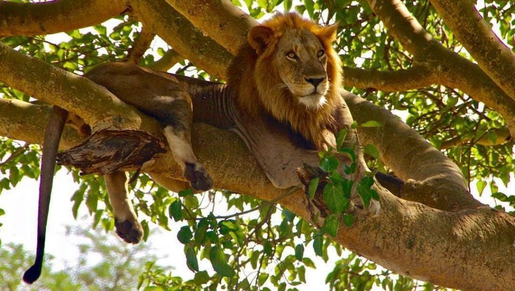 A tree-climbing lion in Ishasha on a Rwanda Uganda gorilla safari