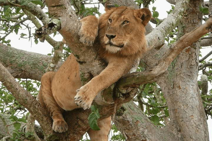 A tree-climbing lion on a Rwanda Uganda gorilla safari