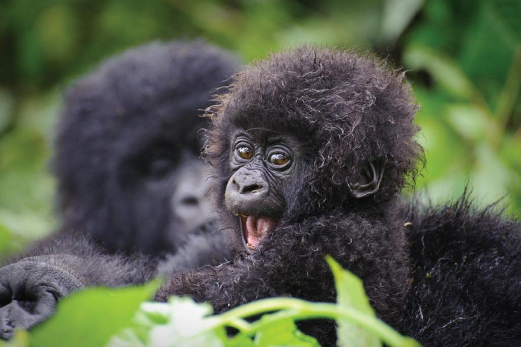 Volcanoes National Park on a Rwanda Uganda gorilla safari