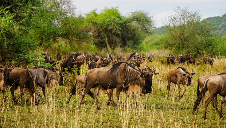 Wildebeest crossing the river during the Great Migration on a 14 day East Africa tour package Uganda gorillas Serengeti migration Zanzibar