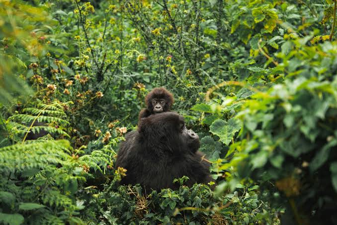 A silverback mountain gorilla on a 10 day Uganda gorilla trekking and Kenya Masai Mara safari itinerary