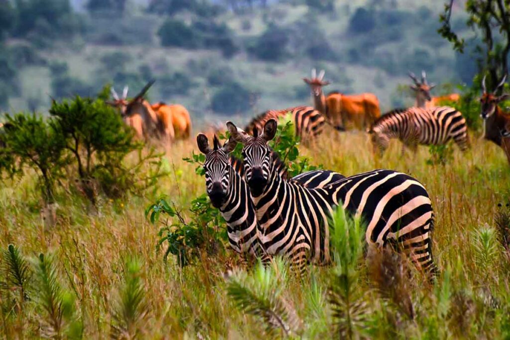 A game drive in Akagera National Park on a Uganda Rwanda primate safari