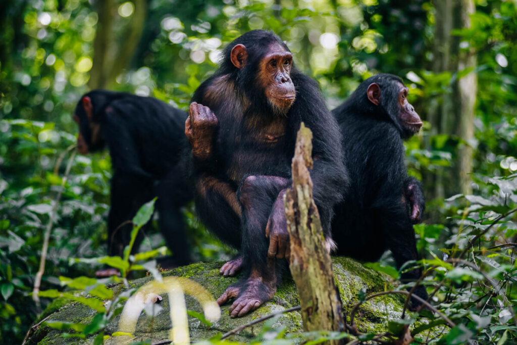 Chimpanzee tracking in Kibale on a Uganda Rwanda primate safari