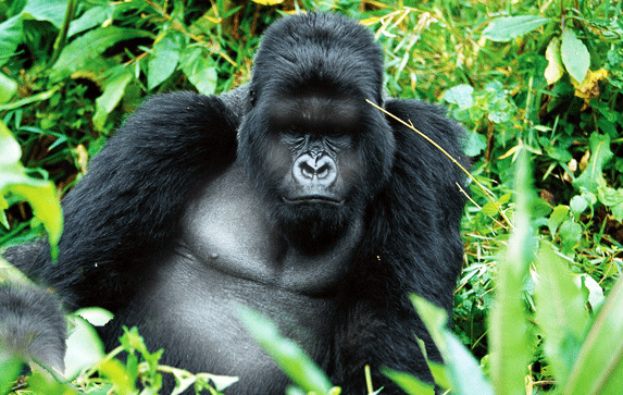 A mountain gorilla on a Uganda Rwanda primate safari with Akagera extension