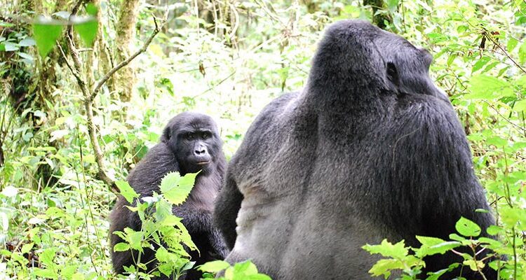 A silverback mountain gorilla on a Uganda Rwanda primate safari