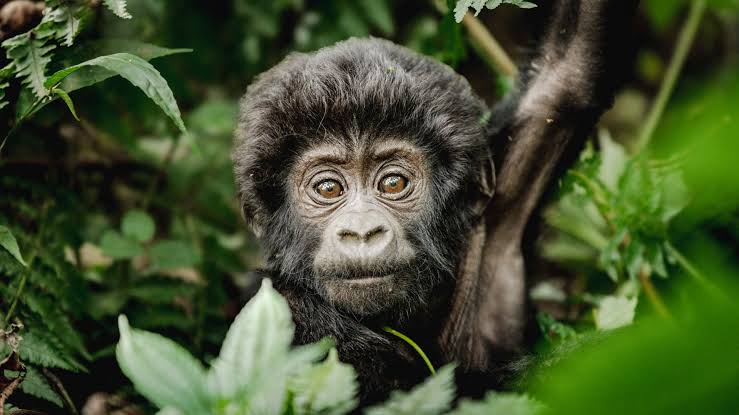 14 Day Uganda Safari and Zanzibar Beach Holiday Package Itinerary (2026/2027 Guide)