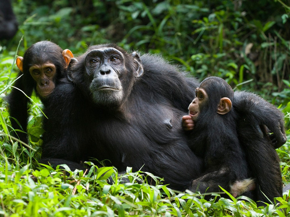 Chimpanzee tracking in Kibale on a Uganda safari Zanzibar beach holiday