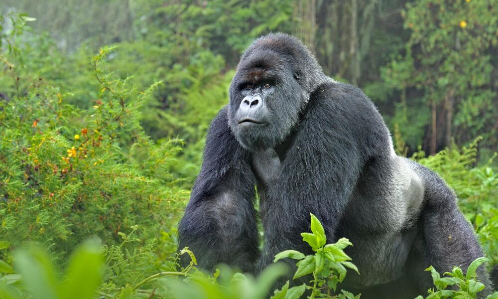 A silverback mountain gorilla on a Uganda Tanzania gorilla safari