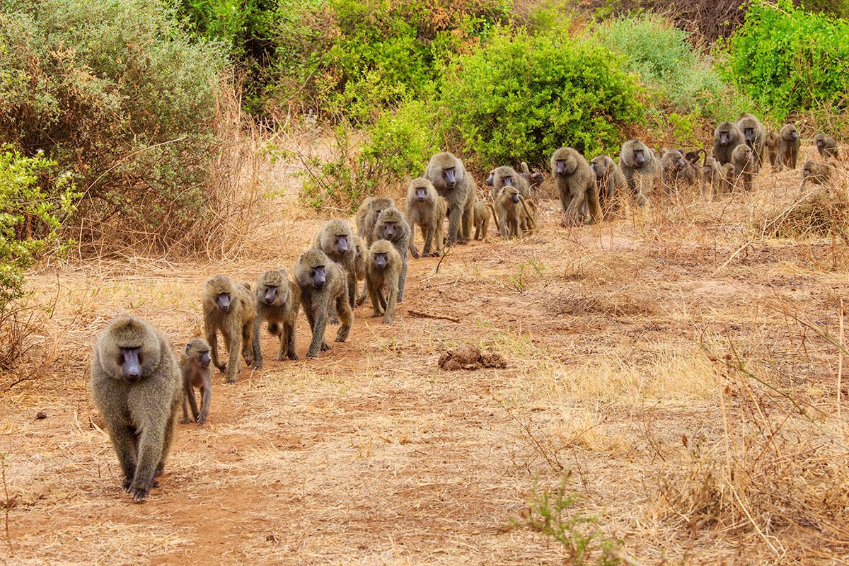 Lake Manyara National Park on a Uganda Tanzania gorilla safari
