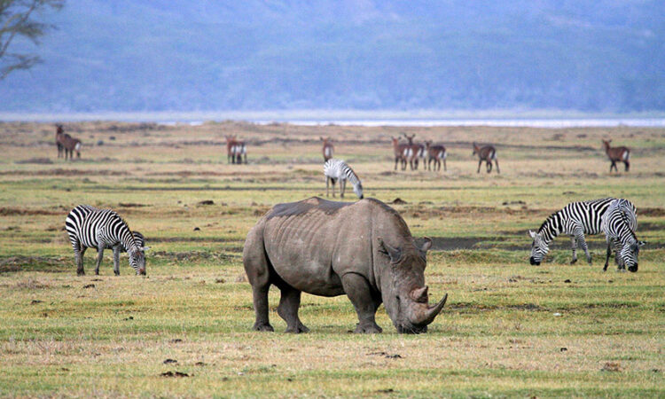 The Ngorongoro Crater on a Uganda Tanzania gorilla safari