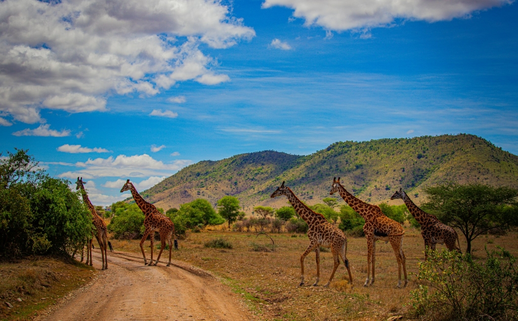 A game drive in the Serengeti on a Uganda Tanzania gorilla safari
