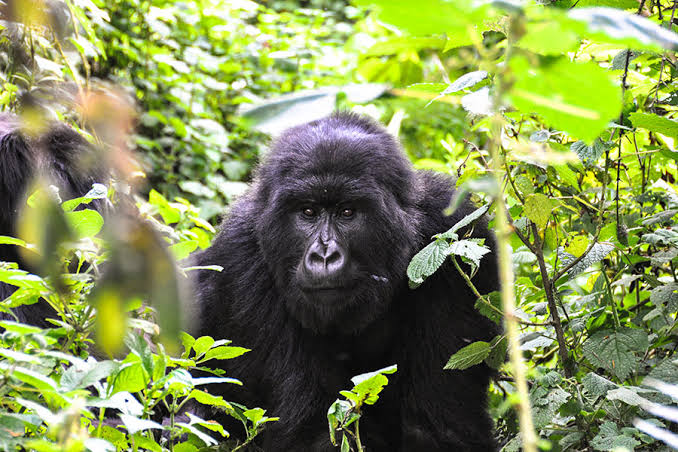 A mountain gorilla in Bwindi on an ultimate East Africa safari