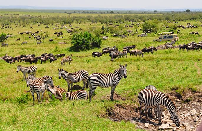 The Great Migration in the Masai Mara on an ultimate East Africa safari
