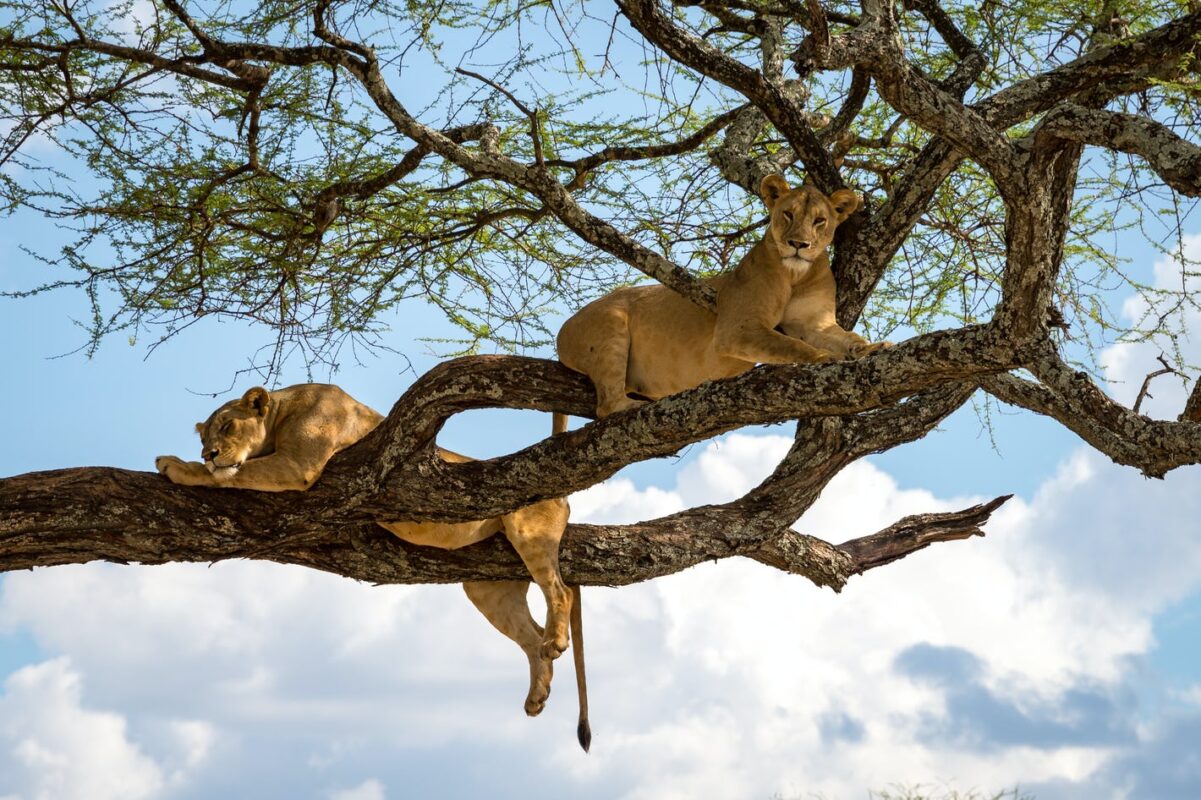 A tree-climbing lion in Ishasha on an ultimate East Africa safari
