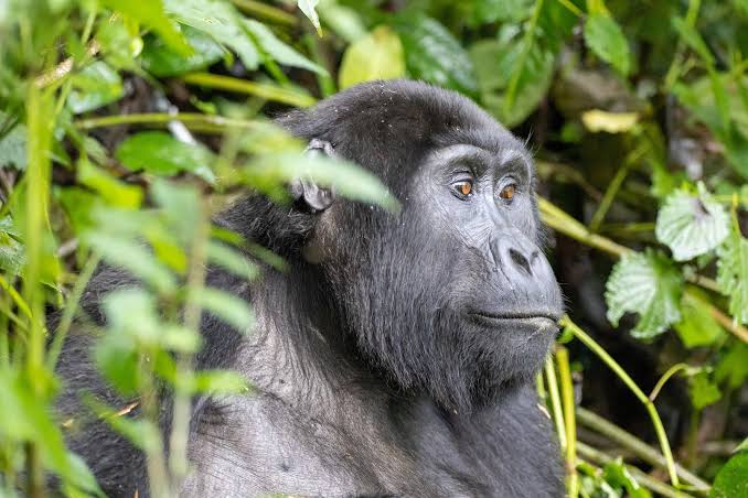 Chimpanzee tracking in Kibale on a Victoria Falls Uganda gorilla safari