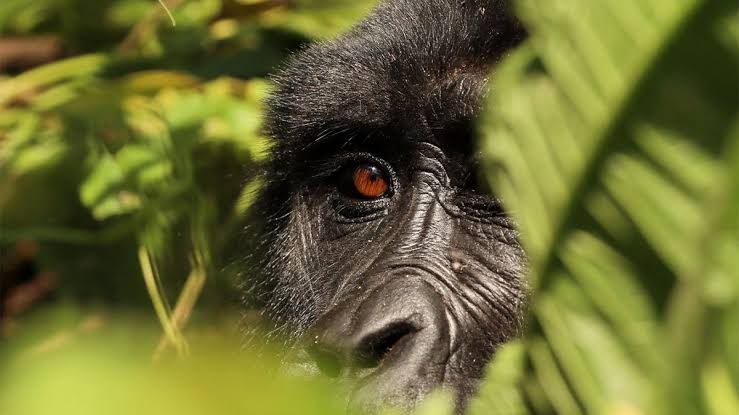 A mountain gorilla on a Victoria Falls Uganda gorilla safari