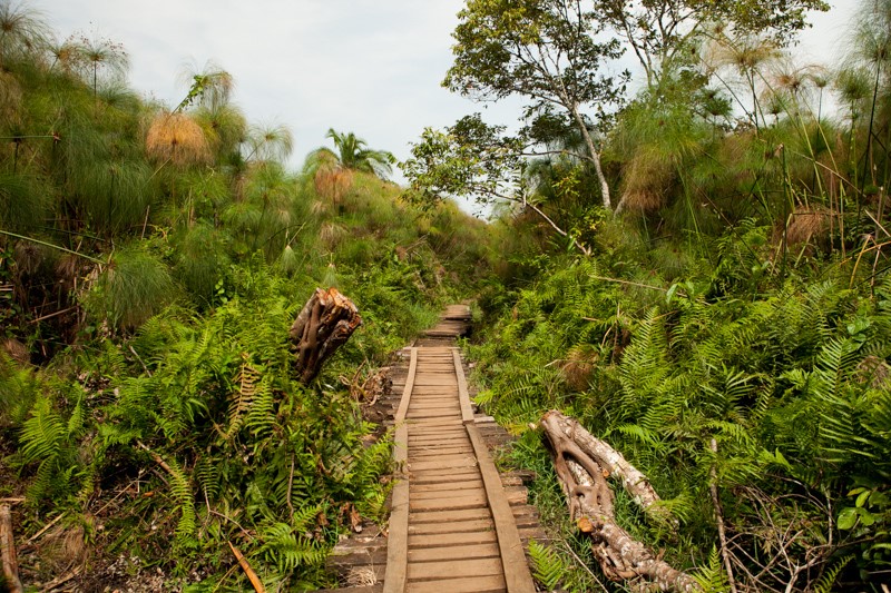 The boardwalk trail through papyrus swamp at Bigodi Wetland Sanctuary