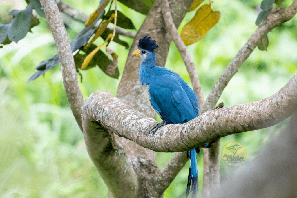 A great blue turaco in the canopy at Bigodi Wetland Sanctuary