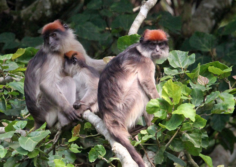 Red colobus monkeys in the trees at Bigodi Wetland Sanctuary