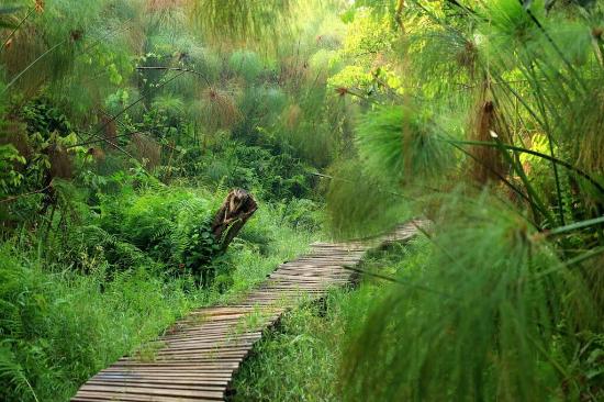 Bigodi Wetland Sanctuary walk — trekkers on the boardwalk trail through papyrus wetland