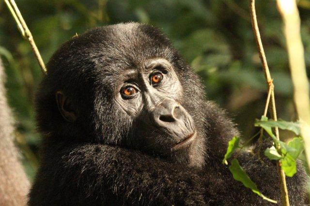 Bitukura gorilla family in the highland forest of Ruhija sector, Bwindi Impenetrable National Park