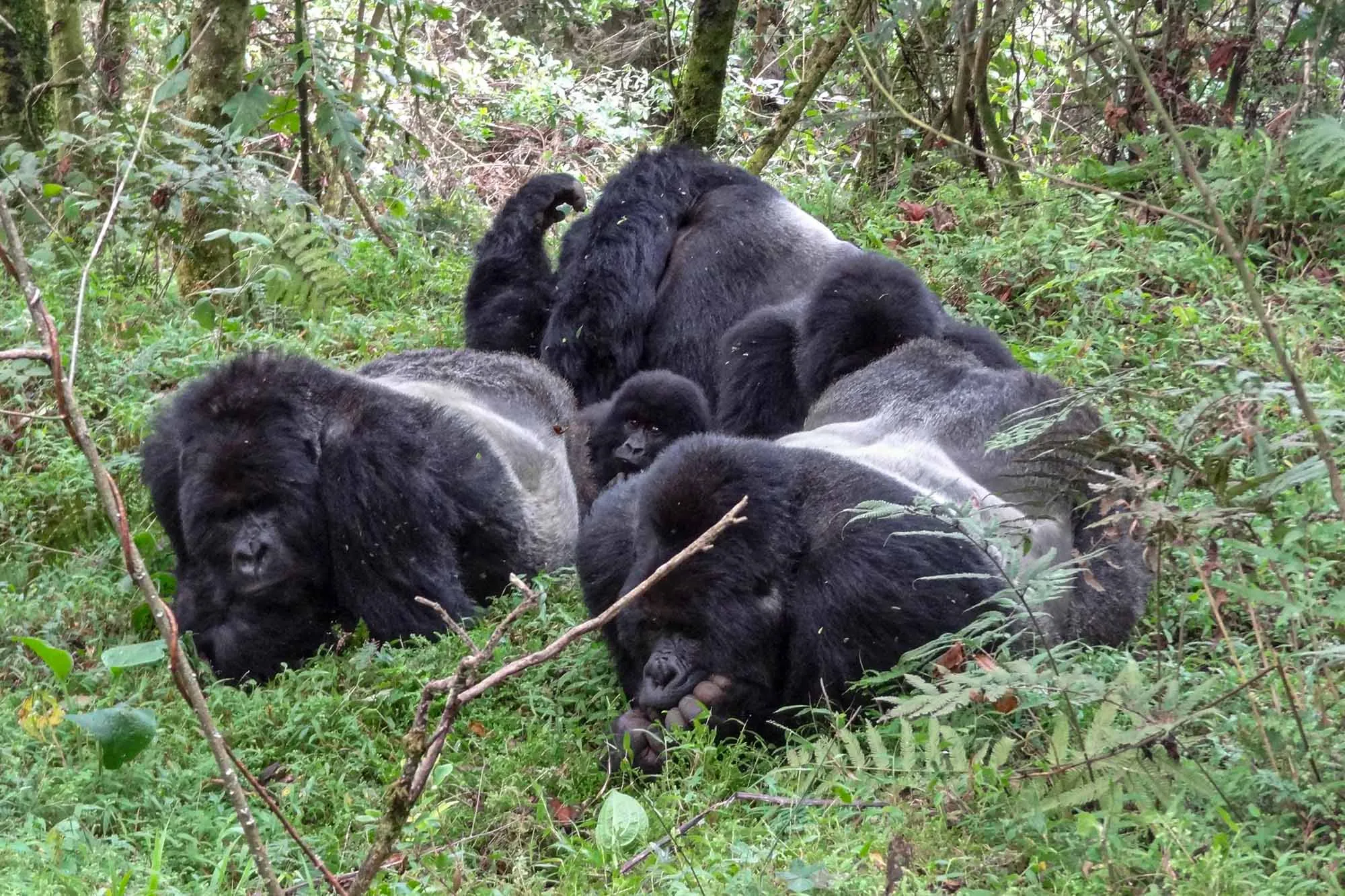 Multiple silverbacks within the Bitukura gorilla family in Ruhija, Bwindi