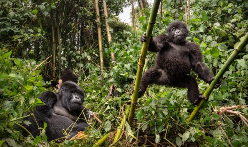 How to Book a Gorilla Permit Through a Tour Operator