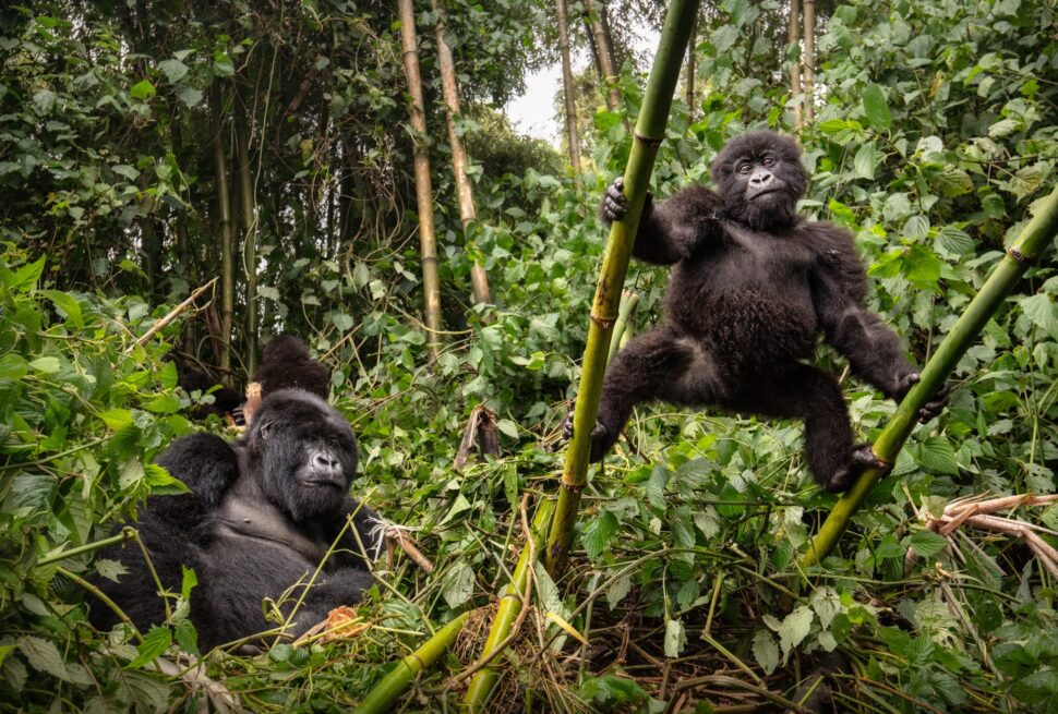 Trekker handing a passport to a tour operator to book a Uganda gorilla permit