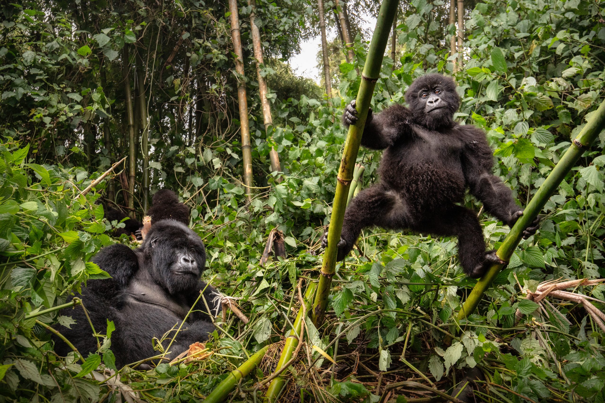 Trekker handing a passport to a tour operator to book a Uganda gorilla permit