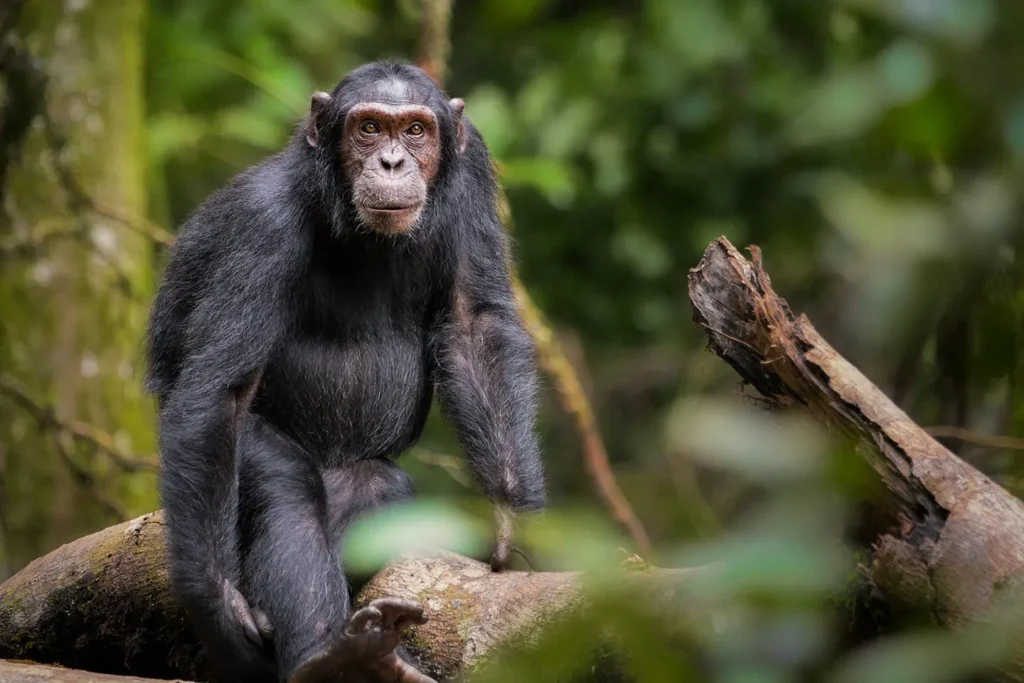 Chimpanzees moving through Budongo Forest during a habituated community trek