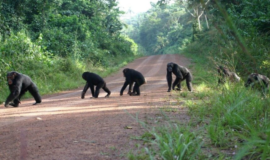 Budongo Chimpanzee Tracking from Murchison Falls: A Guide