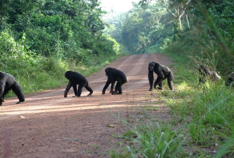 Budongo chimpanzee tracking from Murchison Falls — vehicle on the road from Murchison to Budongo Forest