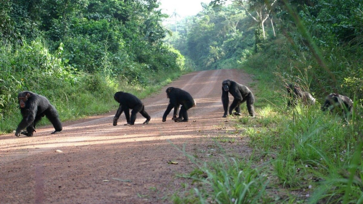 Budongo chimpanzee tracking from Murchison Falls — vehicle on the road from Murchison to Budongo Forest