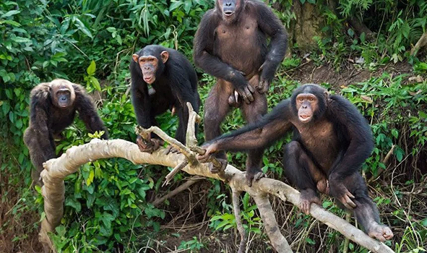 Budongo Forest Chimpanzee Trekking: The Complete Guide