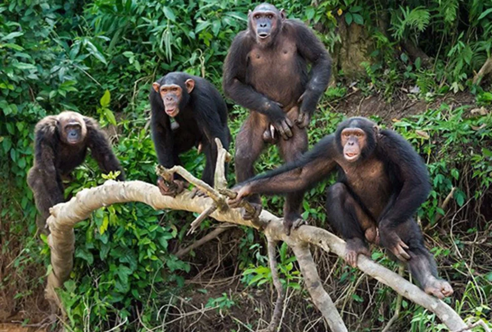 Budongo Forest chimpanzee trekking — trekkers on a mahogany forest trail in Uganda