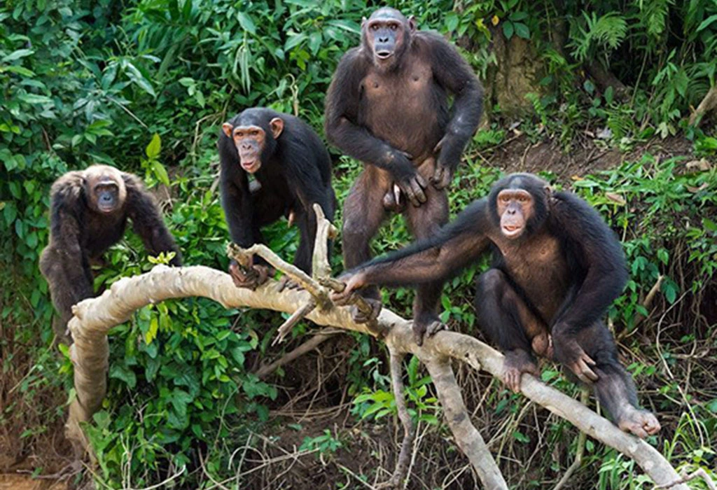 Budongo Forest chimpanzee trekking — trekkers on a mahogany forest trail in Uganda