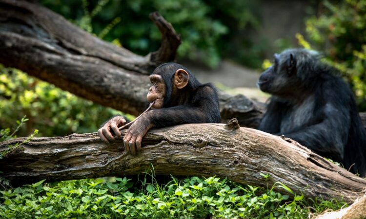 A mahogany forest trail in Budongo during a chimp trek
