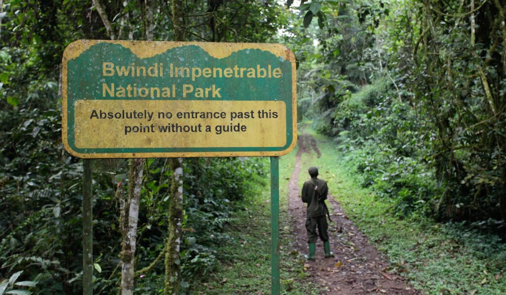 First-time trekkers on the Buhoma trail in Bwindi with a ranger guide