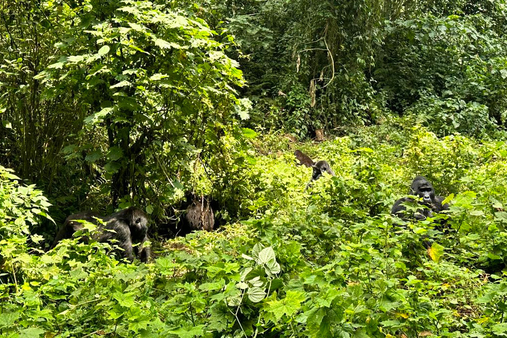 Trekker following a forest trail during a Buhoma gorilla trek