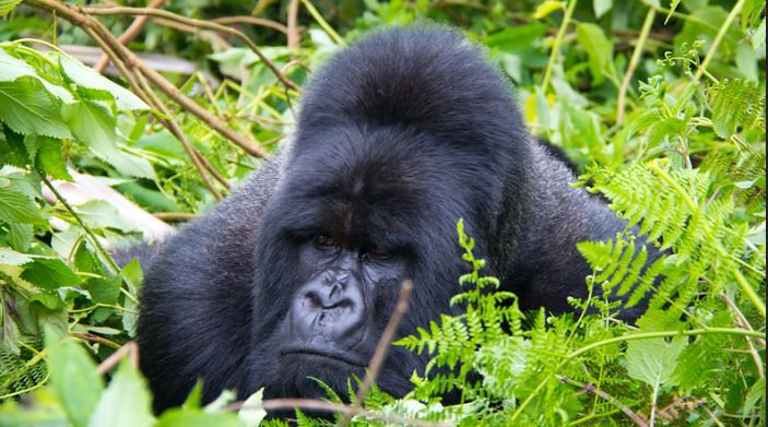 Trekkers at the Buhoma morning briefing before gorilla family allocation
